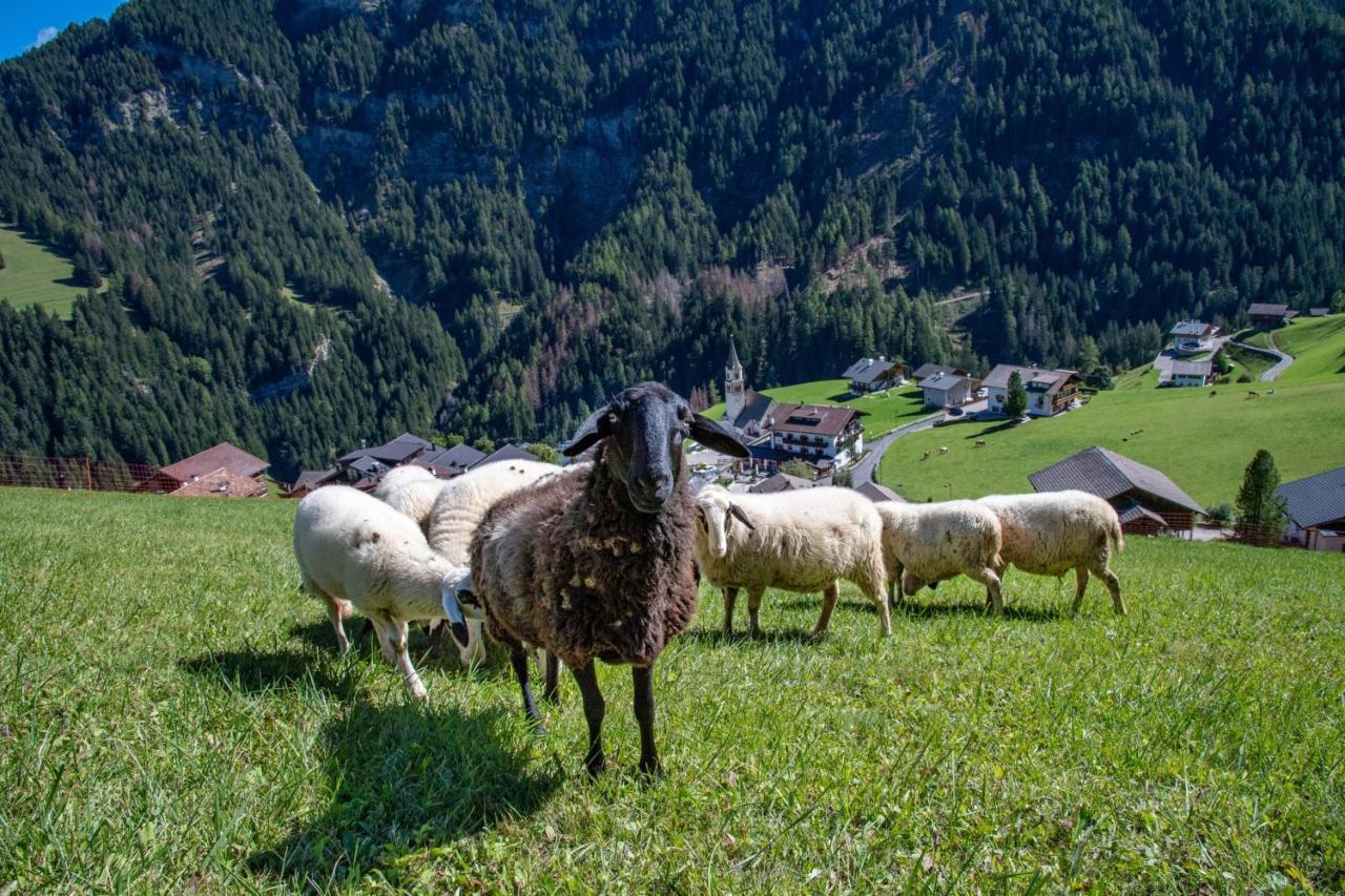 Agriturismo Apartments Tuene 오르띠세이 외부 사진