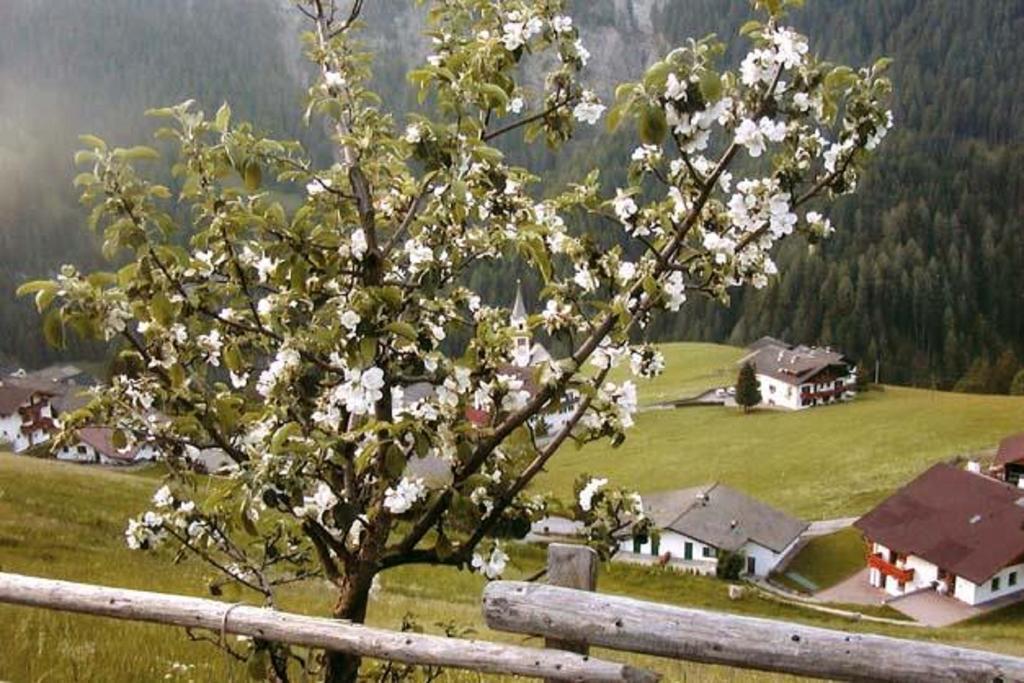 Agriturismo Apartments Tuene 오르띠세이 외부 사진